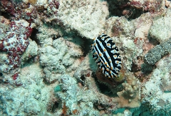 Velidhu - 2013_03_13 - IMG_0649r_Nudibranche_Gemburuna east_Plongee